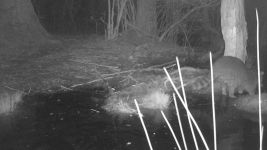 Raccoon series at night on 16th near Wild Goose Blind, 3, trail camera photos (May 2020)