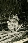 Raccoons at Otter Dam (1966)