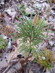 Rare clubmoss, Unexpected Wildlife Refuge photo