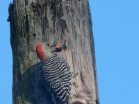 Red-bellied woodpecker with acorn (Oct 2017)