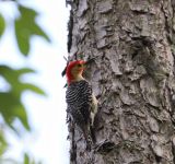 Red-bellied woodpecker, photo by Leor Veleanu (Jun 2019)
