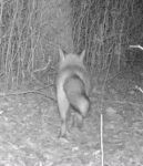 Red fox, Unexpected Wildlife Refuge trail camera photo