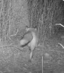 Red fox, via trail camera (Feb 2017)