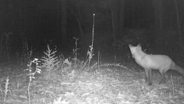 Red fox, photo by trail camera (Oct 2017)