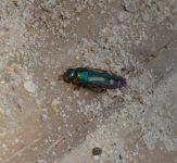 Red-legged buprestis beetle, Unexpected Wildlife Refuge photo