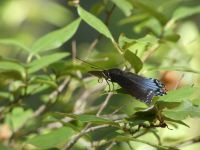 Red-spotted purple butterfly near Stations 1-2 (Jul 2020)