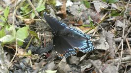 Red-spotted purple butterfly (May 2019)