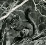 Red squirrel, photo by Hope Sawyer Buyukmihci (1967)