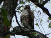 Red-tailed hawk (May 2017)
