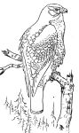 Red-tailed hawk sketch by Edmund J Sawyer