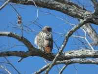 Red-tailed hawk in tree near Station 1 (Feb 2020)