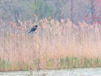 Red-winged blackbird male (Aug 2016)