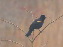 Red-winged blackbird male (Apr 2017)