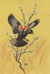 Red-winged blackbird sketch by Edmund J Sawyer