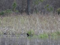 Red-winged blackbird male display sequence in Miller Pond, 1 (Apr 2020)
