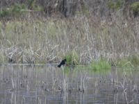 Red-winged blackbird male display sequence in Miller Pond, 3 (Apr 2020)