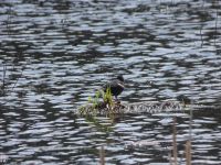 Red-winged blackbird male on vegetation mass in Miller Pond (Apr 2020)
