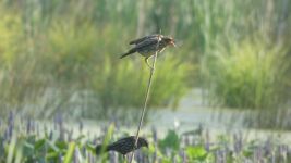 Red-winged blackbirds, female, at Miller Pond (Jun 2019)
