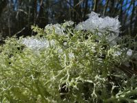 Reindeer lichen with snow (Jan 2018)