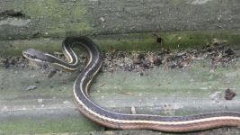 Ribbon snake near Miller House (Aug 2019)