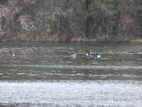 Ring-necked ducks in main pond (Mar 2020)