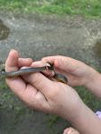 Ring-necked snake, Unexpected Wildlife Refuge photo