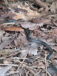 Ring-necked snake near cabin (Apr 2019)