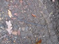 Ring-necked snake, photo by Dave Sauder (Oct 2019 10 22)