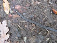 Ring-necked snake, photo by Dave Sauder (Oct 2019 10 22)