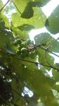 Riverbank grape, Unexpected Wildlife Refuge photo