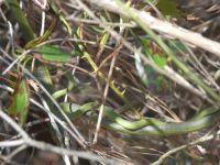 Rough green snakes mating near main trail (Apr 2020)