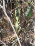 Rough green snakes mating near main trail (Apr 2020)