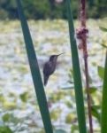 Ruby-throated hummingbird (female) after cattail in main pond (May 2017)