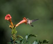 Trumpet vine with hummingbird, photo J Amsterdam