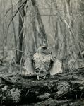 Ruffed grouse drumming (1966)