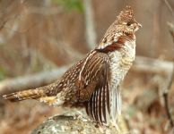 Ruffed grouse drumming, 1st sequence, photo by Ed Abbott (Mar 1990)