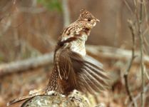 Ruffed grouse drumming, 2nd sequence, photo by Ed Abbott (Mar 1990)