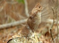 Ruffed grouse drumming, photo by Ed Abbott