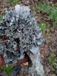 Ruffle lichens (May 2019)