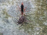 Rusty spider wasp with spider (dark fishing or wolf) on wall of Miller House (Aug 2020)