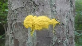 Scrambled egg slime on pine tree (Jun 2019)