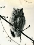 Screech owl, photo by Al Francesconi (1963)