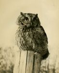 Screech owl on post, photo by Al Francesconi (1965)