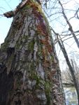 Shelf fungi on pine tree near Station 19 (Jan 2020)