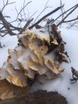 Shelf fungus on beaver lodge covered with snow (Jan 2018)