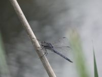 Slaty skimmer dragonfly male at Miller Pond (Jun 2020)