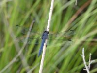 Slaty skimmer dragonfly male at Miller Pond (Jul 2020)