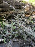 Slime mold covering plants, Unexpected Wildlife Refuge photo