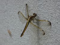Spangled skimmer dragonfly female on Headquarters wall (Jun 2020)
