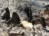 Spicebush swallowtail butterflies near Headquarters (Jun 2020)